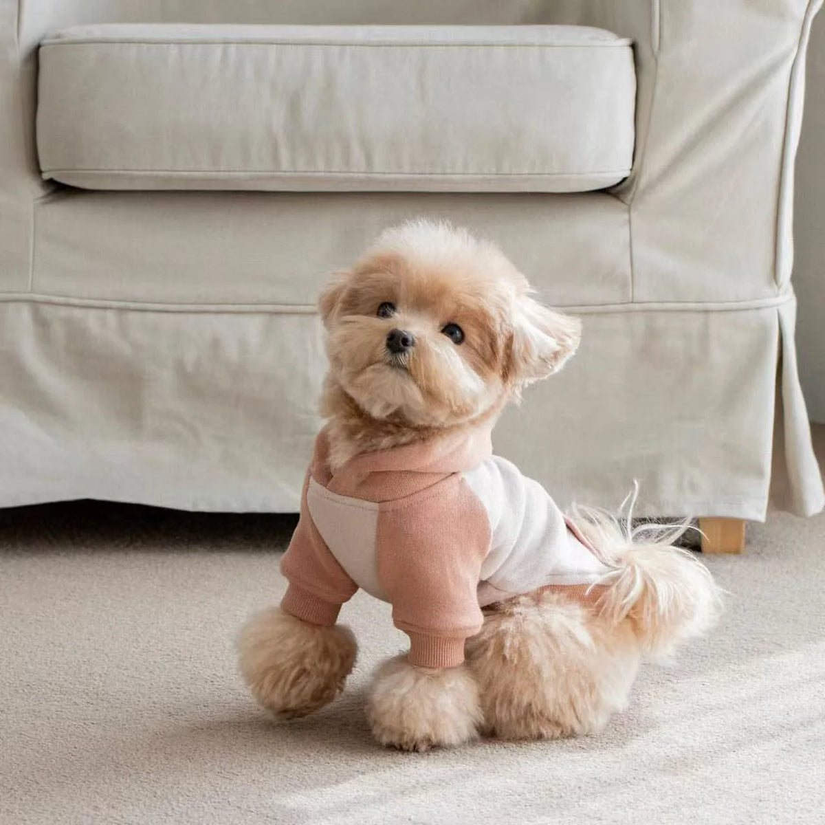 Pet Autumn/Winter Hoodie Warm Splicing T-shirt Teddy Yorkshire Small Dog